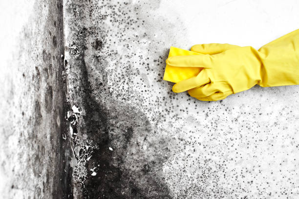 Best Residential Mold Remediation in Amity Gardens, PA