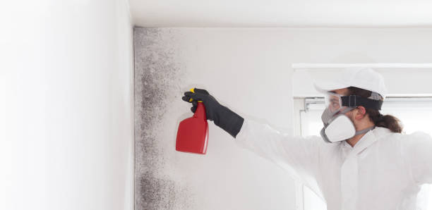 Best Residential Mold Remediation in Amity Gardens, PA