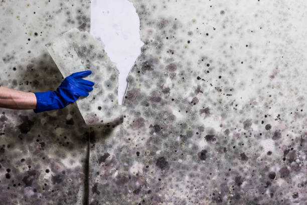 Best Attic Mold Remediation in Amity Gardens, PA