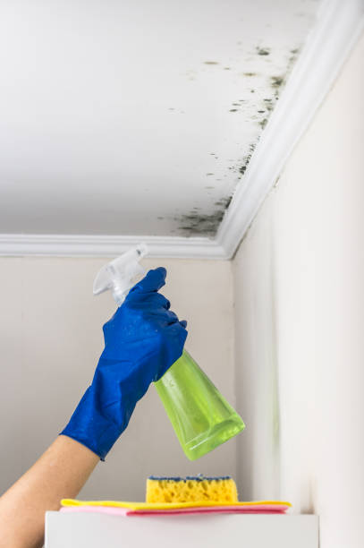 Best Commercial Mold Remediation in Amity Gardens, PA